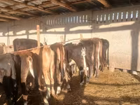 Sapi, Brown Mountain — foto 2