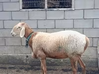Ram, Arashan sheep — photo 2