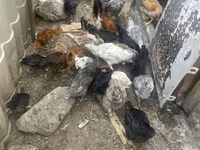 Chickens — Foto 6