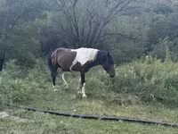 Cavalo, Cavalos — foto 2