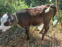 گاو ماده, نژاد کالمیک — عکس 3