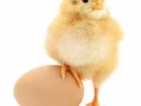 Chickens — акс 2