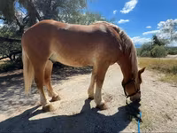 Cavallo, Belgian Draught — foto 3