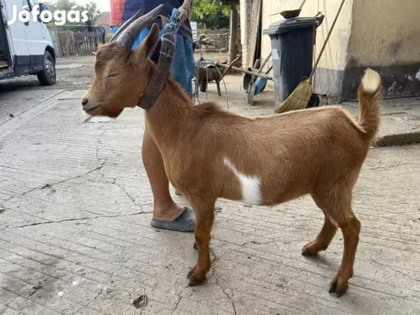 بز نر, بز