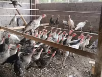 Turkeys — foto 2