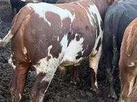 Býk, Simmental cattle — foto 6