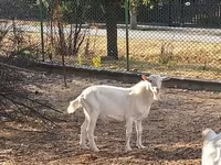 बकरा, Saanen goat — फ़ोटो 2