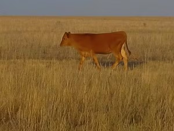 Toro, Swiss cattle