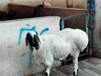 Wad, Sheep — sawirka 2