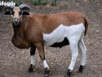 Biri-biri betina, Cameroon sheep — foto 3