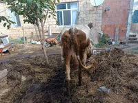 Sapi, Simmental cattle — foto 3