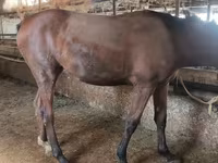 Klisna, Thoroughbred horse — foto 5