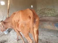 گاو ماده, گاو — عکس 2