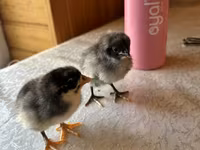 Chickens — foto 1