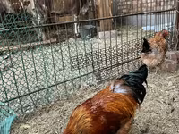 Chickens — φωτογραφία 2