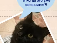 Необходимо мясо, живой скот. — 5. fotó