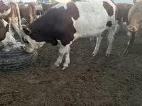 Toro, Simmental cattle — foto 1