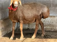 Owca, Owce — zdjęcie 4