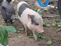 Świnie (partia, płeć nieokreślona), Świnie — zdjęcie 1