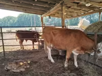 Krava, Simmental cattle — fotografija 2