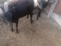 Kambing jantan, Sheep — foto 1