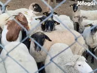 Pecora, Tsigai sheep — foto 2
