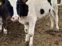 公牛, Cattle — 照片 6