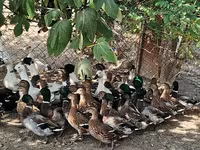 Ducks — عکس 1