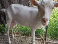 بکری, Saanen goat — تصویر 2