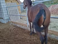 ม้าตัวเมีย, Kazakh horse — รูปภาพ 3