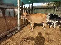 Mucca, Swiss cattle — foto 1