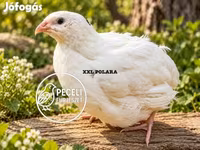 Quails — عکس 1