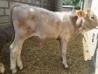 Говбуз, Swiss cattle — акс 5