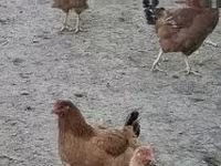 ไก่เดนมาร์ก — รูปภาพ 1