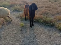Արու այծ, Nubian Goat — լուսանկար 3