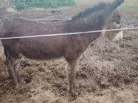 Hingst, Heste — foto 2