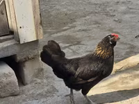 Chickens — fotografija 7