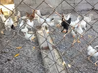 Chickens — foto 1