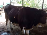 گاو نر, Simmental cattle — عکس 2