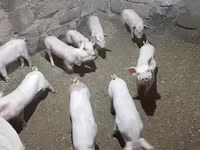 Babi betina, Pigs — foto 1