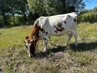 Lo’, Cattle — sawirka 2