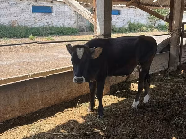 گاو ماده, گاو
