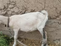 بز ماده, بز — عکس 4