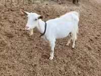 Goat, Saanen goat — photo 1