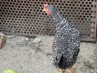 Chickens — picha 2