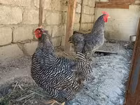 سلووینین بارڈ ہن — تصویر 4