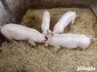 Babi betina, Pigs — foto 3