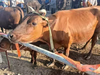 گاو ماده, گاو — عکس 1