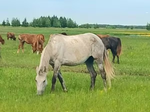 Kobila, Arabian horse
