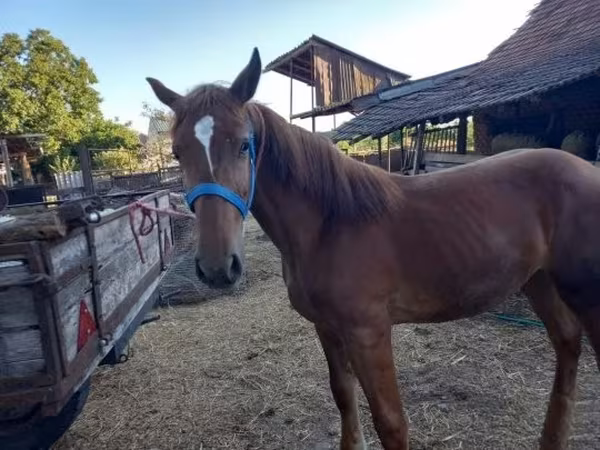 Mare, Horses — Hungary